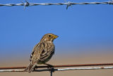 Corn Bunting 